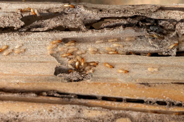 Best Pest Prevention Services  in Wright, FL